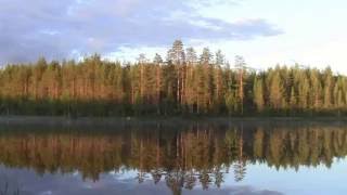 Metsän siimeksestä kuului karhun ärähtelyä varhain aamulla [upl. by Emawk]