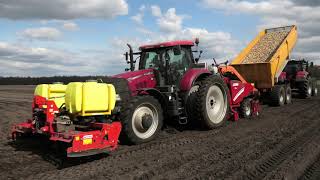 AARDAPPELEN POTEN 2021 CASE PUMA 160 CVX GRIMME GL 420 [upl. by Radborne14]