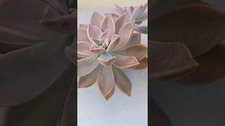 Graptopetalum Paraguayense como cuidarla suculentaslove vlog suculenta graptopetalum shorts [upl. by Manuela]