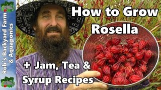 How to Grow Rosella AKA Jamaican Sorrel PLUS Jam Tea amp Syrup Recipes [upl. by Anaiuq]