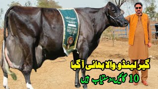 Subhan Dairy Farm  Cows Sale In Punjab  Cow Videos  Dairy Farming  Pk Janwar Mandi [upl. by Orville2]