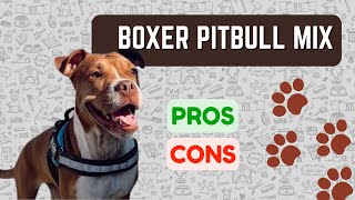 Boxer Pitbull Mix Bullboxer Pit PROS amp CONS [upl. by Aicilet]