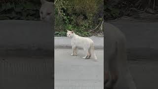 Gato blanco deambulando en una calle [upl. by Fatima]