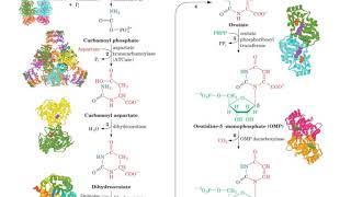 PYRIMIDINES NUCLEOTIDES [upl. by Assenay800]