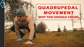 Quadrupedal Movement Why You Should Crawl Like a Bear Or Lizard [upl. by Ahselaf110]