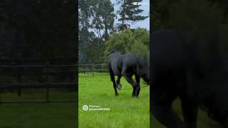 Frisian frisian horse horseedits [upl. by Rayna]