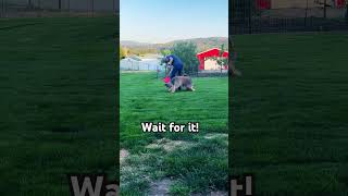 Wicket the Briard  Frisbee Luring zoomies briard fluffydog puppy tricks sheepdog adorable [upl. by Jennica]