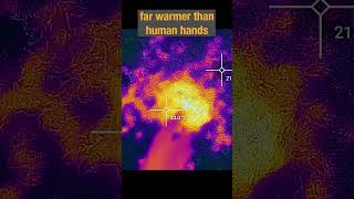 Thermographic View of Japanese Honeybees Defensive Heat Ball Against Giant Hornets [upl. by Elyc736]