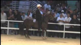 pasofino JOYERO III GC Mundial Paso fino 2011 [upl. by Jollanta]