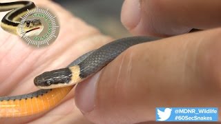 60Second Snakes Northern Ringnecked Snake [upl. by Chemesh406]