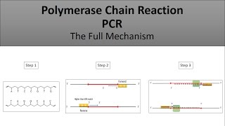 The principle of PCRPolymerase Chain Reaction a full and easy explanation [upl. by Eseer]