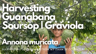 Harvesting Guanabana  Soursop  Graviola Annona muricata [upl. by Koziarz]