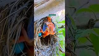 The cuckoo bird is throwing the baby away from the nest cuckoo [upl. by Hall]