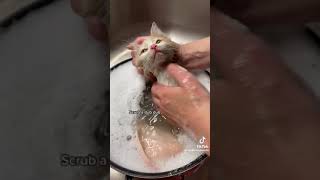 Bathing a Poopy Kitty and Making them Fluffy SO SATISFYING 💕 bathingcats kitten rescuekitten [upl. by Melli149]