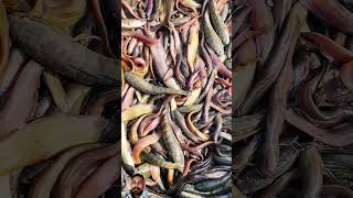 Fish fishing catfish fish fishingtips fishinglife bhojpuri lovesong whalefish funny [upl. by Alveta37]