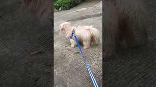 Shih Tzu walking around [upl. by Feingold]