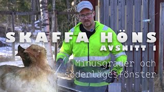 Skaffa höns A01  Minusgrader och söderlägesfönster [upl. by Vernice]