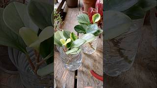 How to propagate Peperomia Obtusifolia plants plants gardeningtips shorts [upl. by Ayekal]