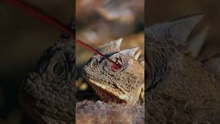 Horned Lizard The Lizard That Shoots Blood from Its Eyes [upl. by Deadman]