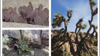 10 common wild cacti and succulents from Southern California Joshua tree Prickly pear [upl. by Latrell]