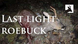 Last light roebuck stalking [upl. by Aistek]