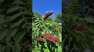 ♀️ Staghorn Sumac Seed Cluster   WILD  FLOWERS [upl. by Xella]