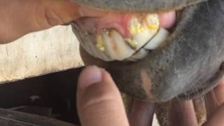 Como Saber a Idade do Cavalo Pelos Dentes [upl. by Maleeny]