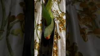 love cute parrot birds 🦜🦜❤️❤️❤️funny love [upl. by Rosati341]