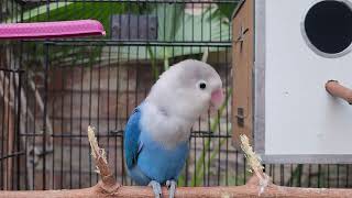 3 love birds in one cage  blue lovebirds with blue parrot and green personata [upl. by Aihseket]