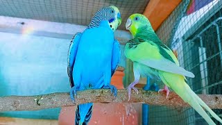 Parakeets Chirping 🦜  Cute Budgie Sounds 🐦💕 [upl. by Launam]