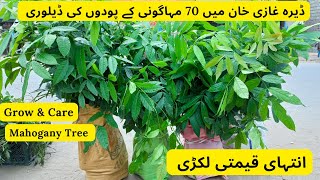 Mahogany Plants Delivery  Grow And Care  Wood Tree  Rare Garden [upl. by Eerahs]