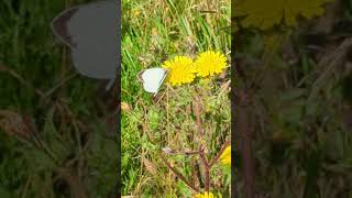 A pristine male Large White butterfly on Bristly Oxtongue [upl. by Hawken]