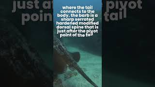 Why Do Stingrays Sting 🤺 What happens when a stingray stings you 1minuteknowledge stingrayfish [upl. by Er]