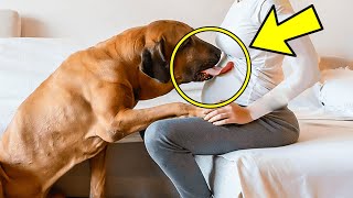 Dog Licks Pregnant Woman’s Belly Every Day – She Starts SCREAMING When She Discovers Why [upl. by Malachy]