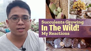 This is How Succulents GROW IN THE WILD Kalei Plants Reacts [upl. by Humfried]