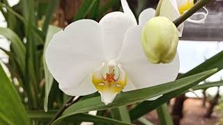 Hermosas Orquídeas Phalaenopsis y Miltoniopsis [upl. by Lleznov89]