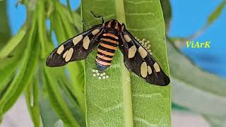 Wasp Moth AKA Tiger Moth captured at Alfa Garden Kids Park Bengaluru [upl. by Ahsinnod81]