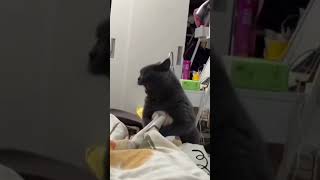 Хаах😂🐈 shortvideo cat memes funny [upl. by Pedrick]