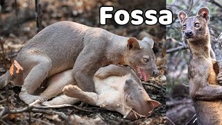 Amazing wild animal “FOSSA” you should see fossa animals wildlife facts [upl. by Benia]