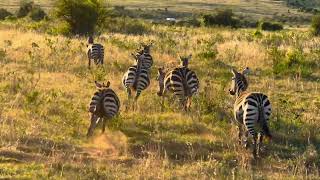 Running Zebras MaasaiMara Kenya Safari [upl. by Sum491]