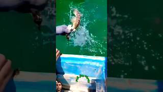 abdoklaivlog fishing whalewatching whalefish fishingtechniques humpbackwhale fishingtips [upl. by Hasan]