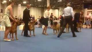 World Dog Show 2014  Bullmastiff finals 107 breed entries [upl. by Columbyne]