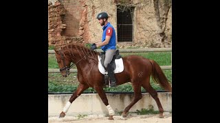 NR HACENDOSO IV PRE Hengst stallion wwwandalusiercom [upl. by Janek]