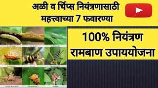 thrips control र्थिप्स व अळी 100 नियंत्रणindianagripointannanirmatafarmingtomatoonionlpatel [upl. by Itsur]