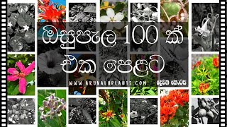 List of Medicinal Plants in Sri Lanka  Sinhala Beheth Peleti Warga  Arunalu Plants [upl. by Nrev]