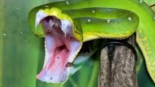 Emerald tree boa  Scientific name Corallus caninus  Green colour snake  Snake Planet 🌎211 [upl. by Irok57]