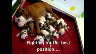 12 English Bulldog Puppies 2 weeks old Englische Bulldog Welpen [upl. by Salome]