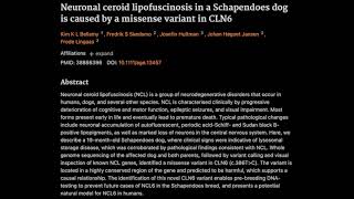 40 Neuronal ceroid lipofuscinosis in a Schapendoes dog is caused by a missense variant in CLN6 [upl. by Player]