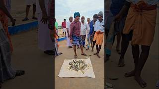 🐠🐟 Adaa adaaa daaa super fresh fish auction at mallipattinam harbour seafood fishing prawns [upl. by Tandi]