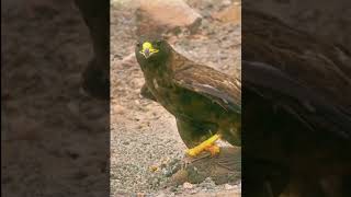 Bird Of Paradise Courtship Spectacle  Planet Earth  BBC Earth [upl. by Neitsabes]